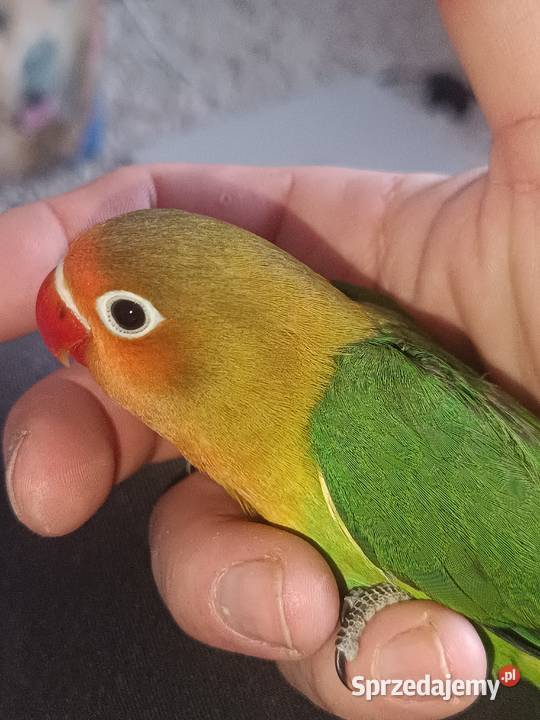 Fisher Nierozłączki Rzeszów sprzedam