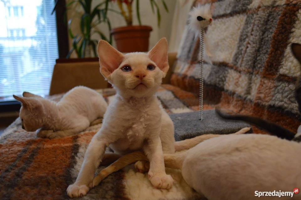 Devon Rex śliczne kocięta championie