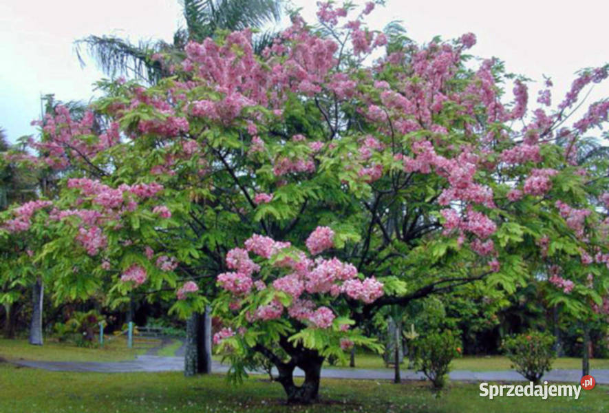 CASSIA JAVANICA Cassia javanica NASIONA 50 sztuk Lubanie