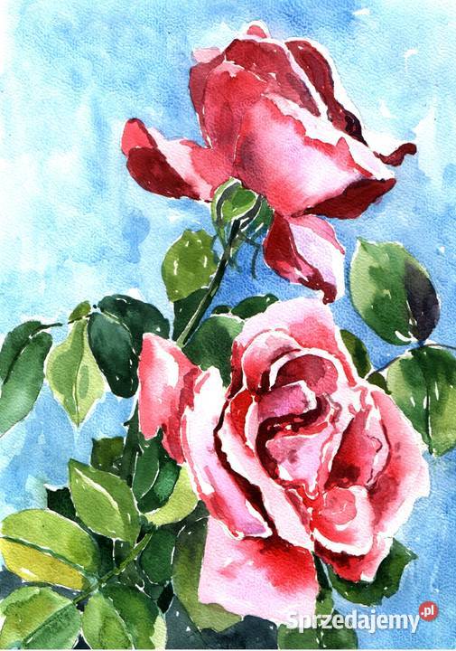 OBRAZ akwarela KWIATY Gryfów Śląski