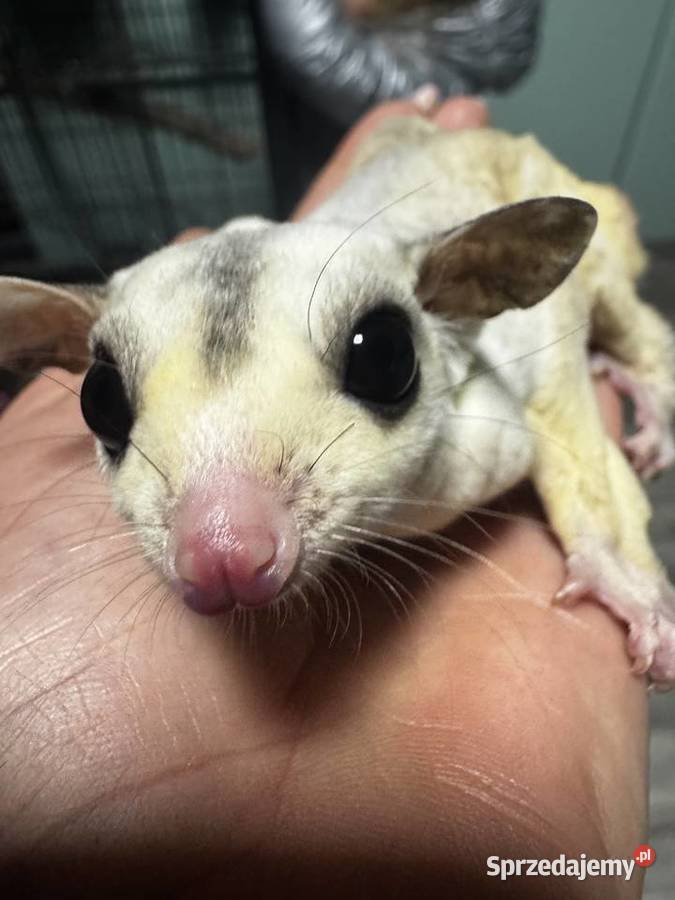 Lotopałanka karłowata para