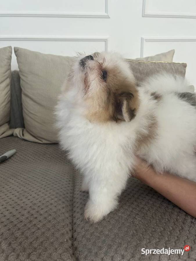 Szpic miniaturowy pomeranian kujawsko-pomorskie