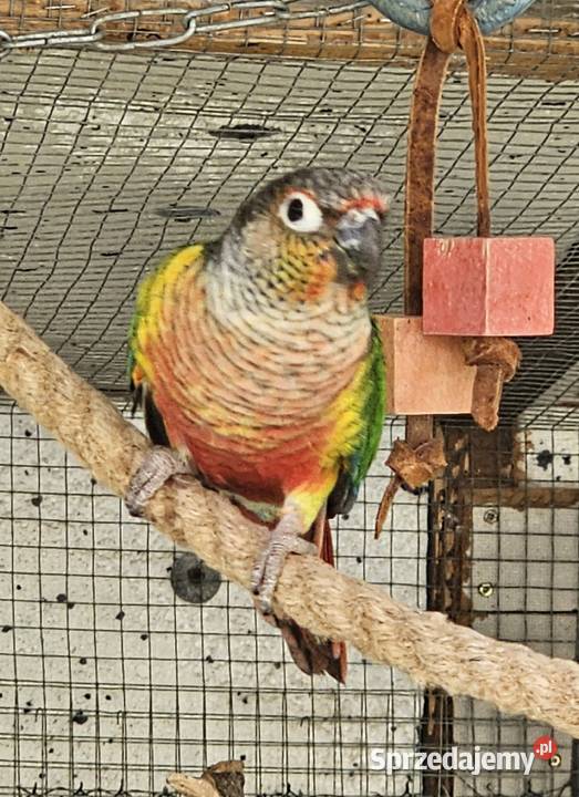 Sprzedam papugi Rudosterkę Ostrów Wielkopolski