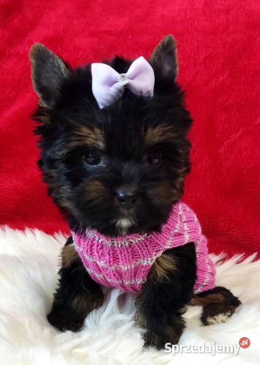 Kraj i zagranica Prześliczna czarna MAMBAŚliczna Opole