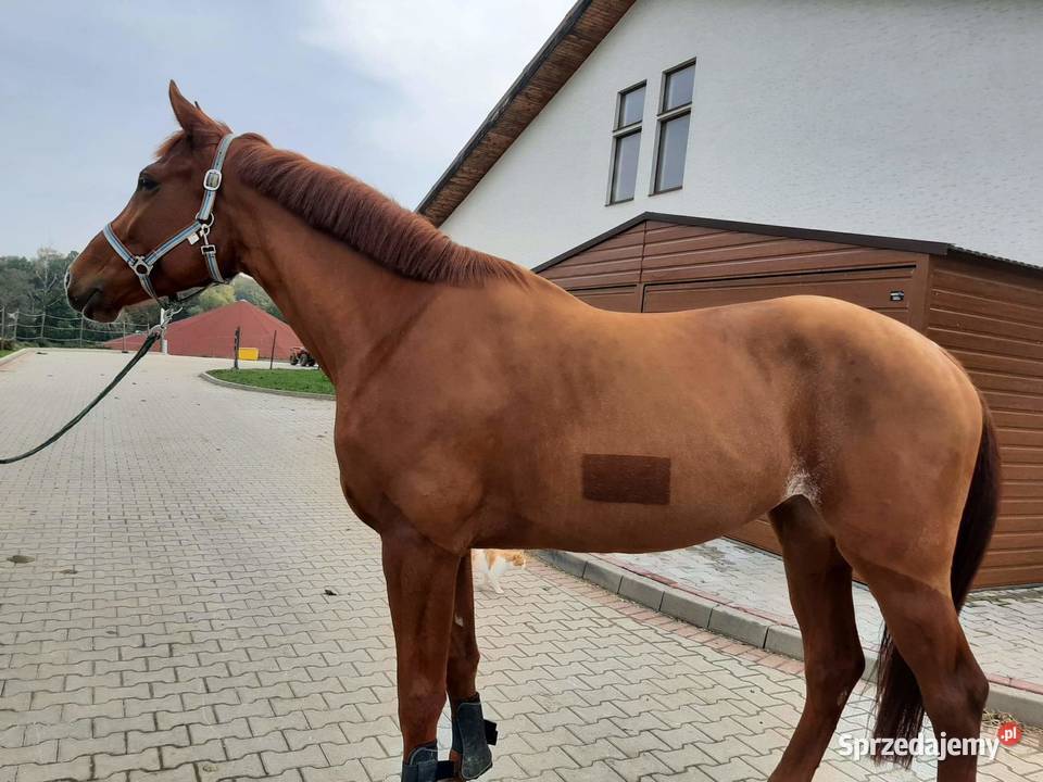Piękna klacz do skoków Konie Bielsko-Biała