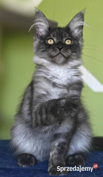 Maine Coon kotka rodowód fpl Zwierzęta Olkusz