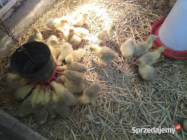 Sprzedam młode gęsi kołudzkie Ryki sprzedam