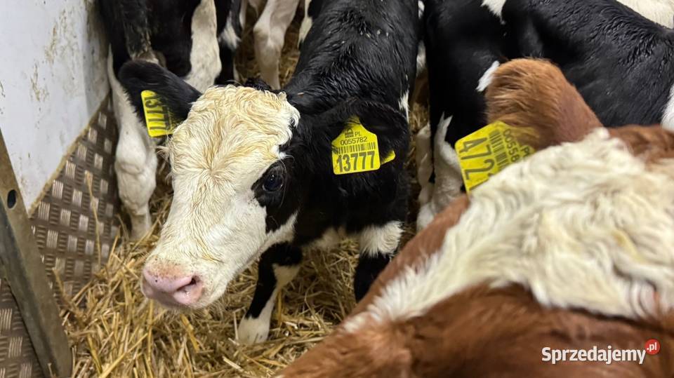 Sprzedam Byczki POLSKIE Bydło Kalisz