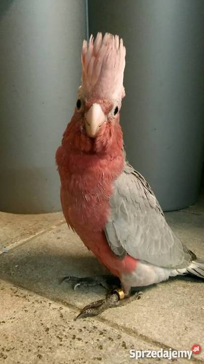 SPRZEDAM KAKADU RÓŻOWE Miastkowo