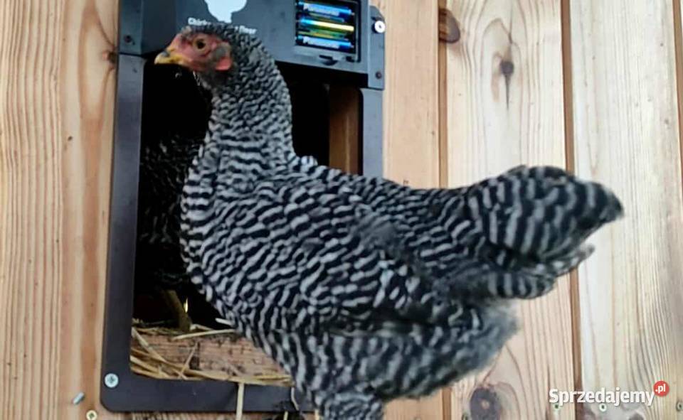 Kogutki Australorp Amrock Bielefeld Mrozy