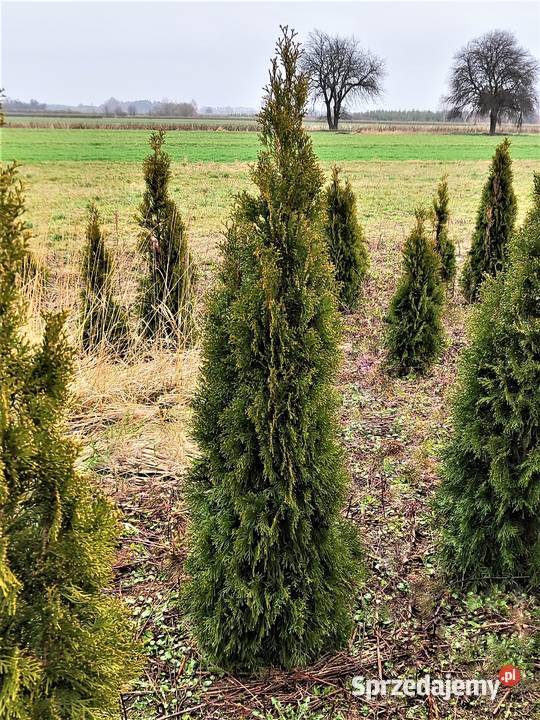 TUJA SZMARAGD 8 60150 Gęste kopane z gruntu Abramów