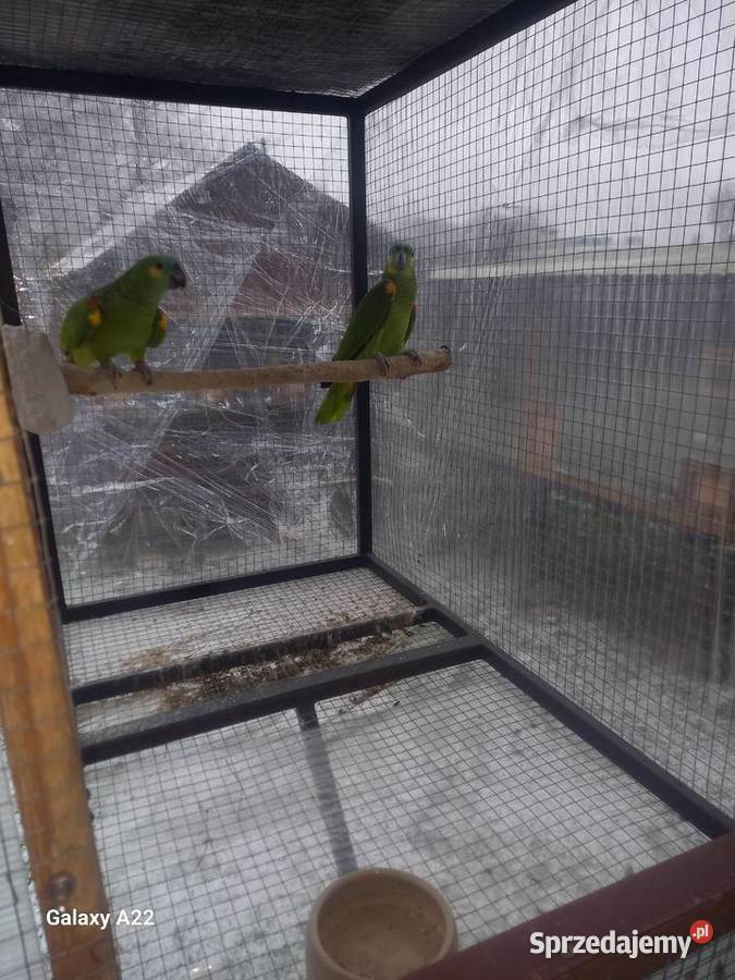 Amazonki nNebieskoczelne Pruchna