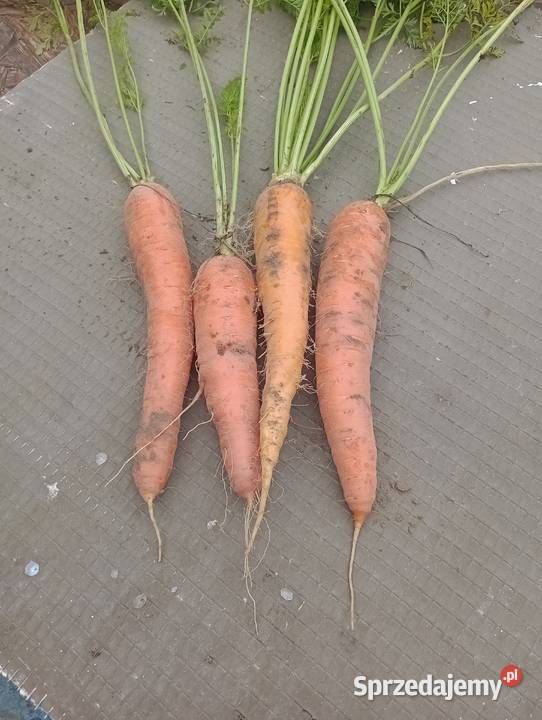 Sprzedam marchewki sprzedam