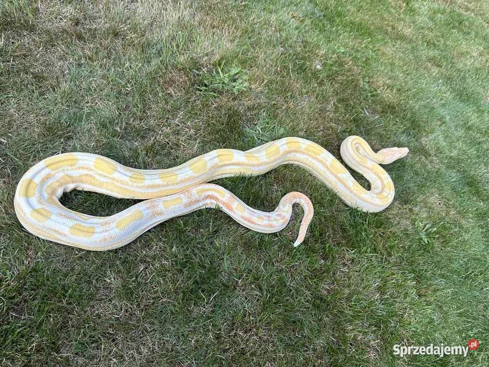 Boa Cesarskie pomorskie Trąbki Wielkie