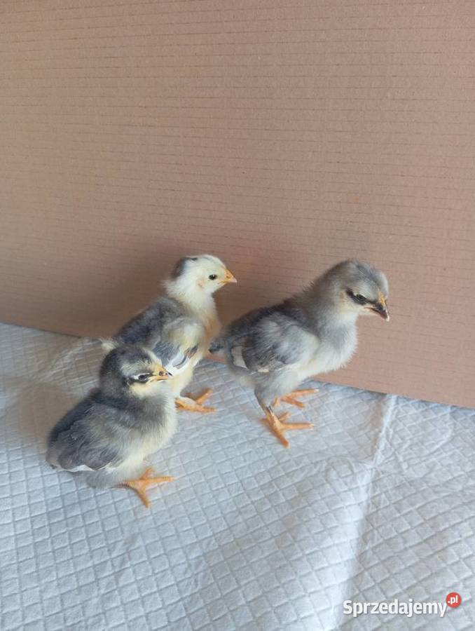 Kurczaki Silverudd Marans Tęczanka Czernichowska Rolnictwo Stare Kurowo sprzedam