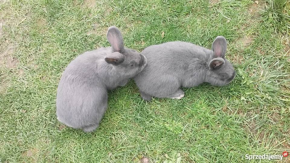 króliki królik wiedeński niebieski czysta rasa sprzedam