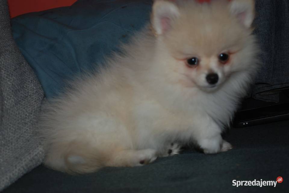 Szpice szukają domu Szczecin