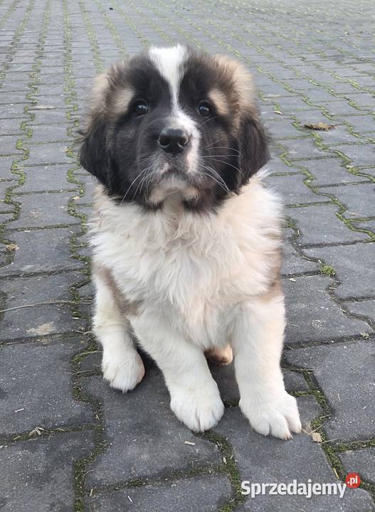 Moskiewski Pies Stróżujący Nie Bernardyn Nie Bernardyn wielkopolskie Zakrzyn
