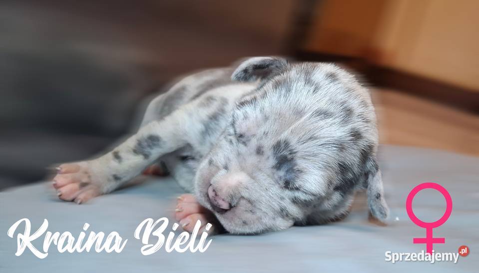 Amstaff American staffordshire terrier merle Dzierżoniów sprzedam