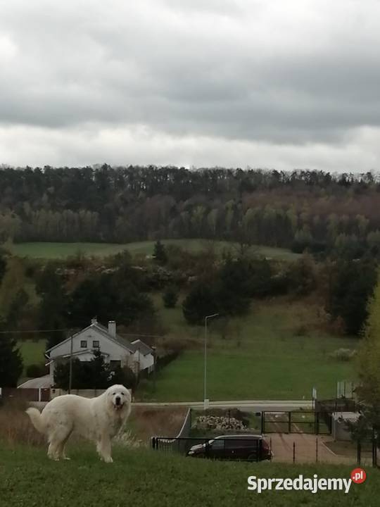 Owczarek Podhalański szczeniaki Ch i JWW17 Chęciny