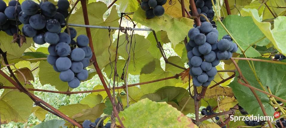 Winogron ciemny ekologiczny bez żadnej chemii Kraśnik