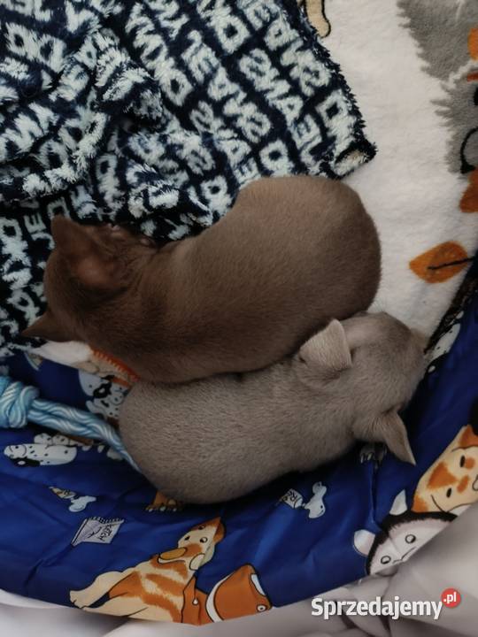 Chihuahua liliowy Warszawa