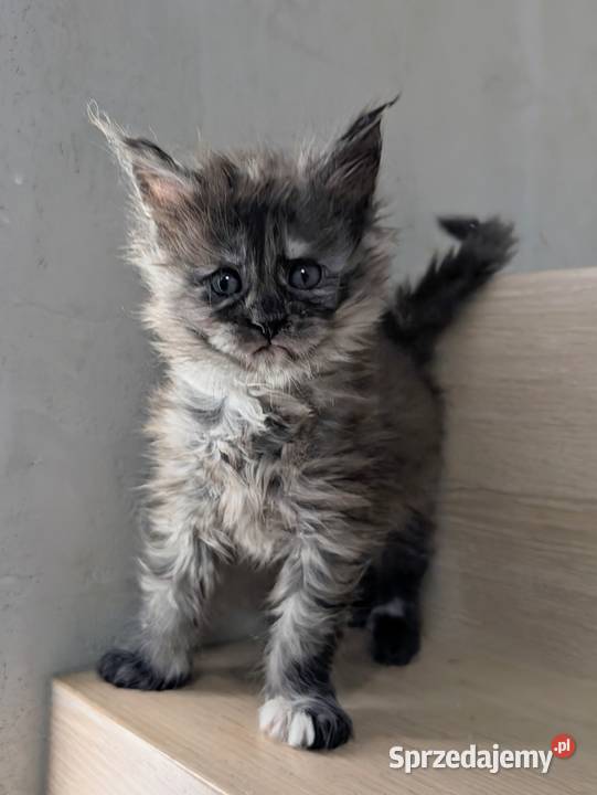 Kotka do hodowli Championach Radom