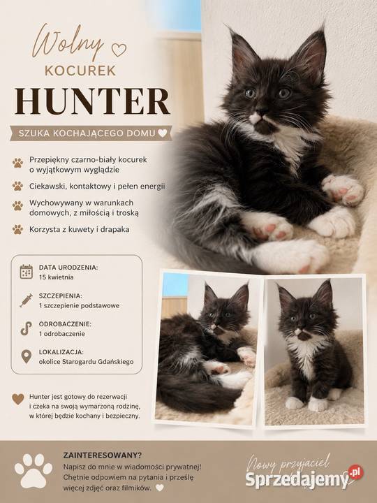 Maine coon kocięta Maine Coon pomorskie Starogard Gdański sprzedam