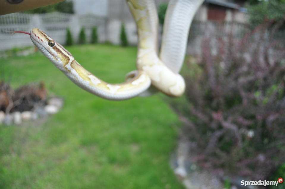 pyton królewski sprzedam Gady i płazy