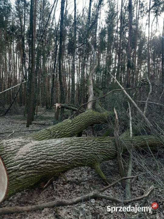 Gałęzie dębowe wycince drzewa dębowego Ryki