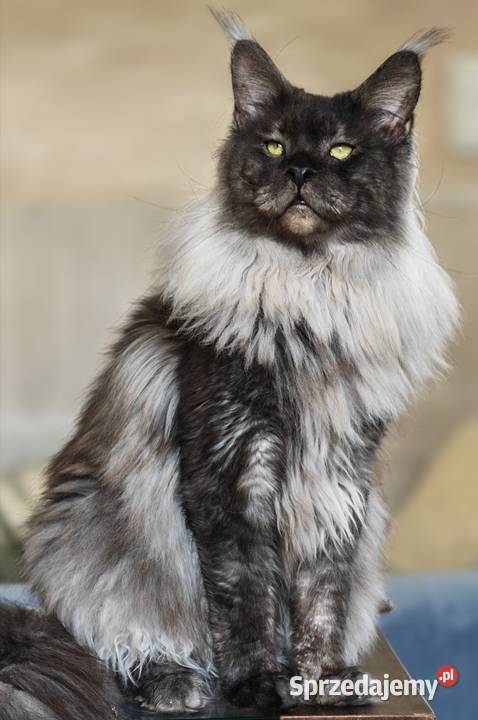 Maine Coon kotka rodowód fpl Olkusz sprzedam