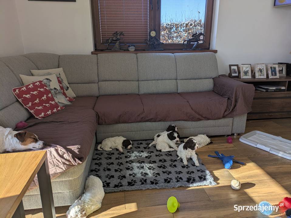 Lagotto Romagnolo szczenięta ZKwPFCI