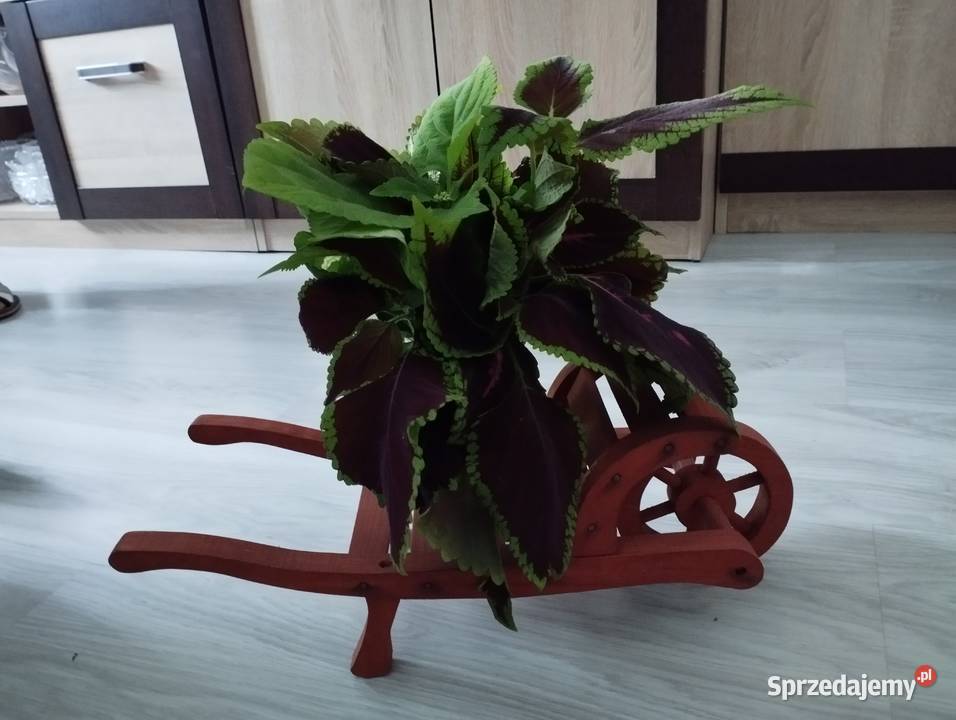 Kwietnik taczka drewniana Ostrowiec Świętokrzyski sprzedam