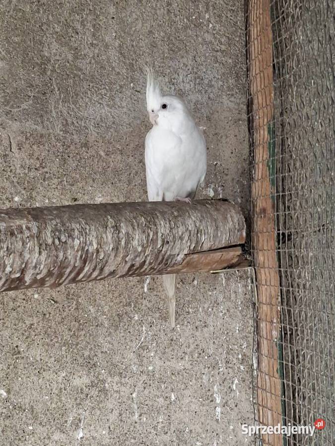 Papugi sprzedam Zwierzęta Miejska Górka