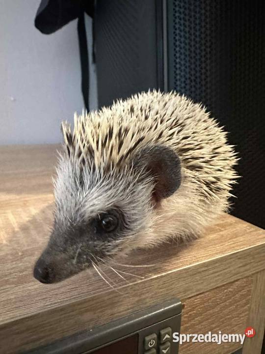Jeż Pigmejski podkarpackie sprzedam