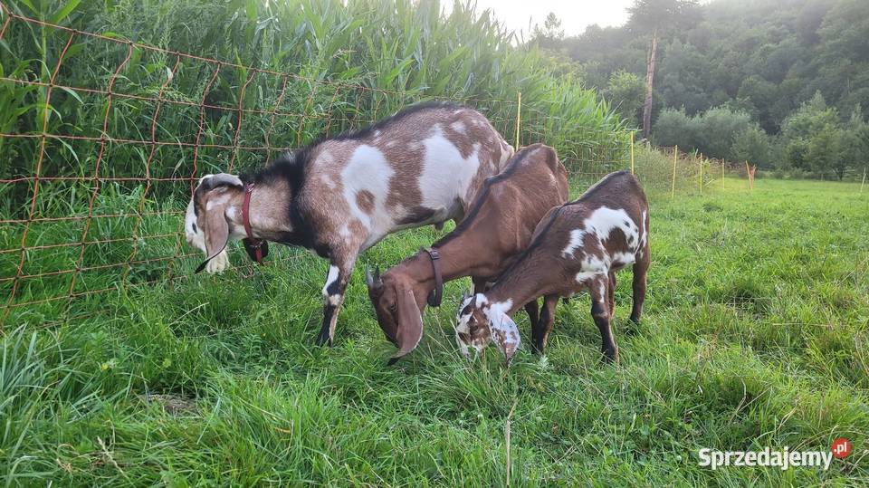 Sprzedam kózkę anglonubijską Kamionka Wielka