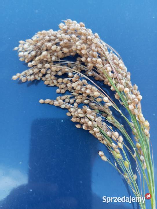 Proso zbiór 2025 Biała Podlaska