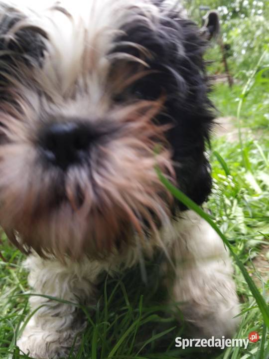 pieski Shih Tzu 3 dziewczyni i 3 chłopcow Shih Tzu Unisław