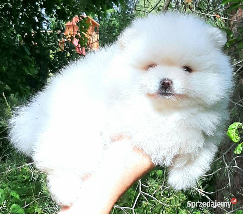 Suczka szpic miniaturowy pomeranian Pabianice