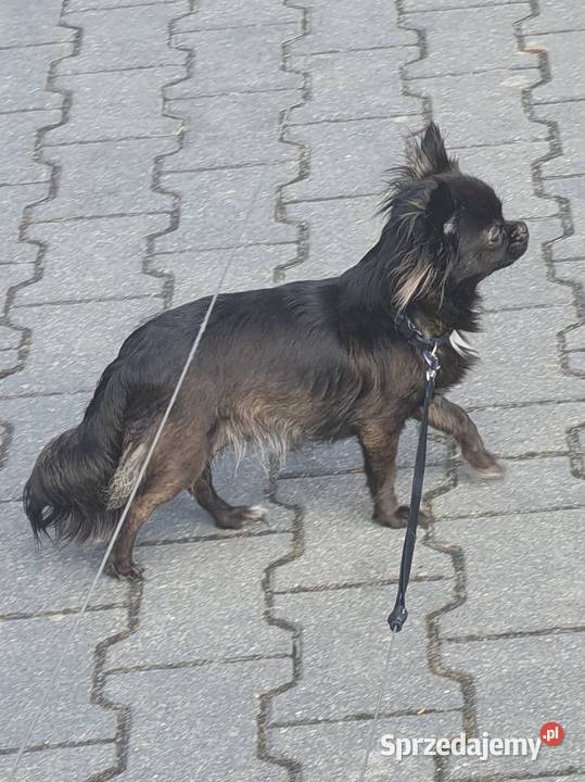 Piesek chihuahua długowłosy z rodowodem ZKwP FCI Chihuahua Radzymin