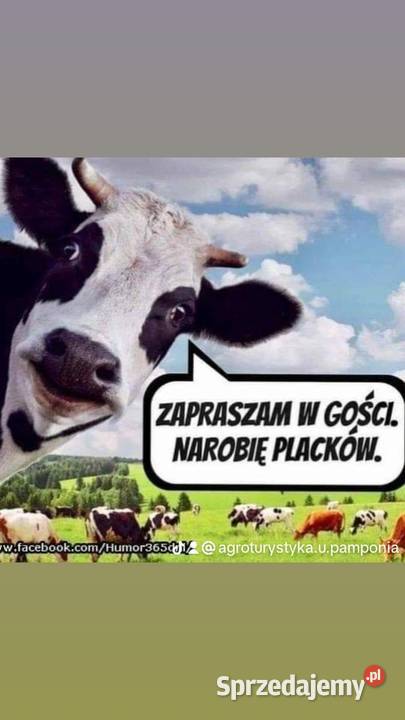 Marchew ekonatura kurier Wojciechów sprzedam