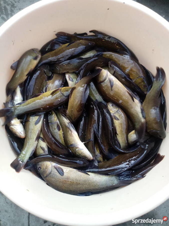 Narybek Lina Borucin