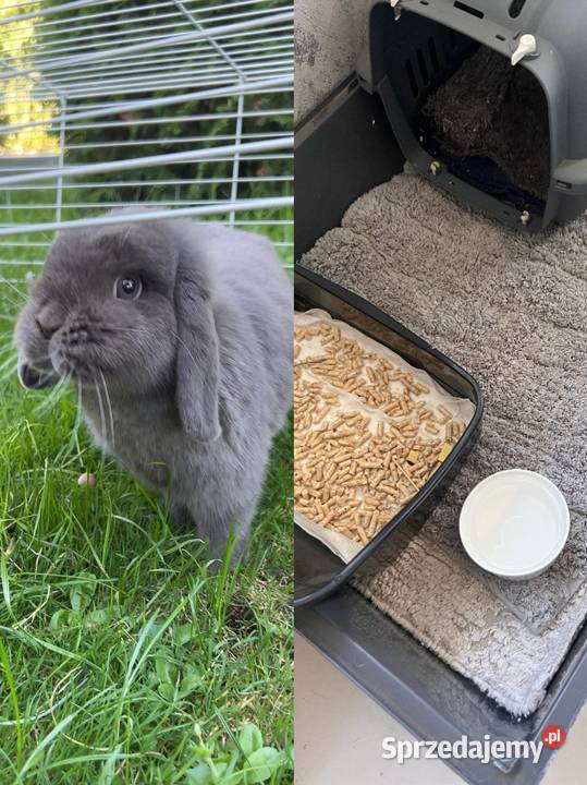 Mini lop podkarpackie Przeworsk