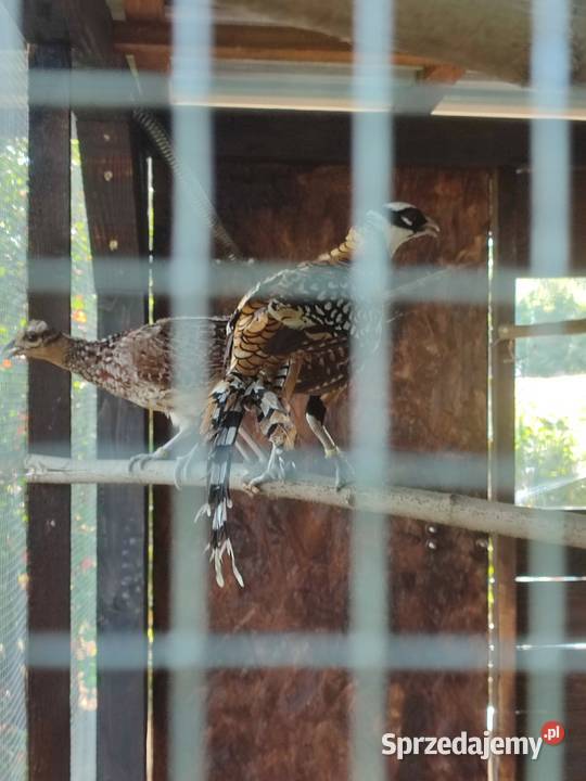 Bażanty królewskie parka Ptaki Marklowice