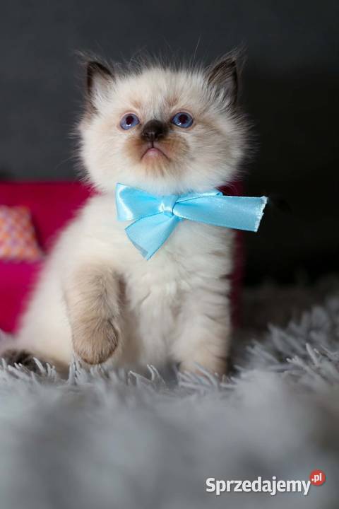 Ragdoll ragdollowe ostatni kocurek Piorunówek sprzedam