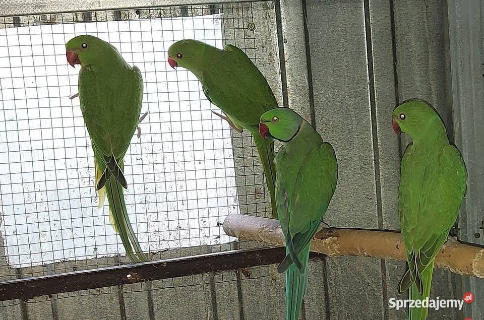 aleksandretty młode 25r zielone zółte niebieskie Orzesze