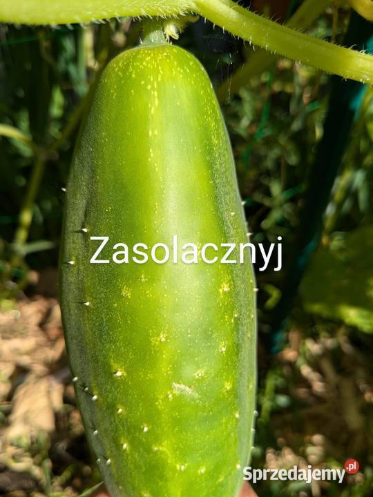 Ogórek rosyjski Wierasen Wrzesień odmiany Kraków