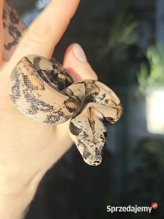 Wąż Boa Imperator 2025 Dębe Wielkie sprzedam
