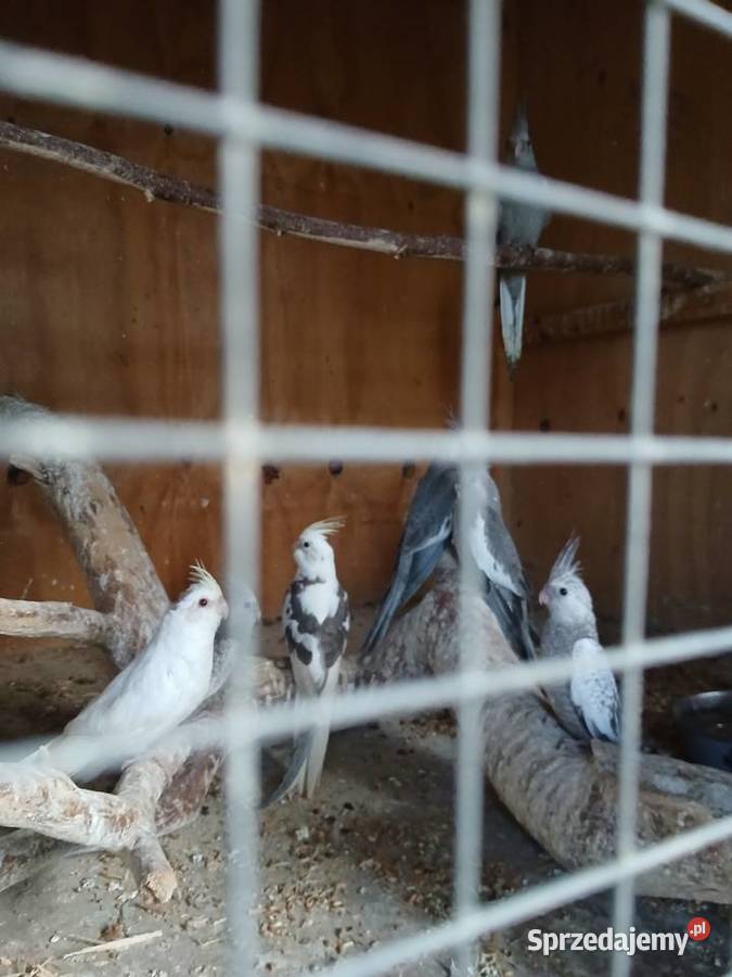 Sprzedam papugi faliste nimfy nierozłączki Kuczki-Kolonia
