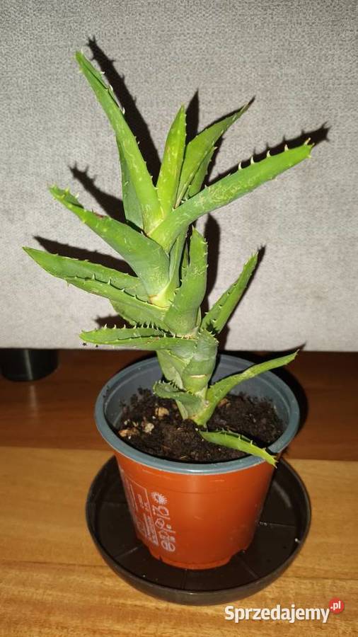 Aloes zielony wysokość 23 1 Kaktusy i sukulenty Warszawa